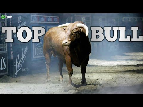 Top Bull - Little Yellow Jacket