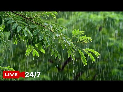 🌙 No intermediate ads set for a good night's sleep. Sound of rain on forest roads on deep sleep