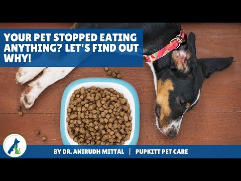 Loss of appetite in Dogs: Your dog is not eating anything? Let's find out why