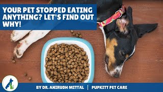 Loss of appetite in Dogs: Your dog is not eating anything? Let