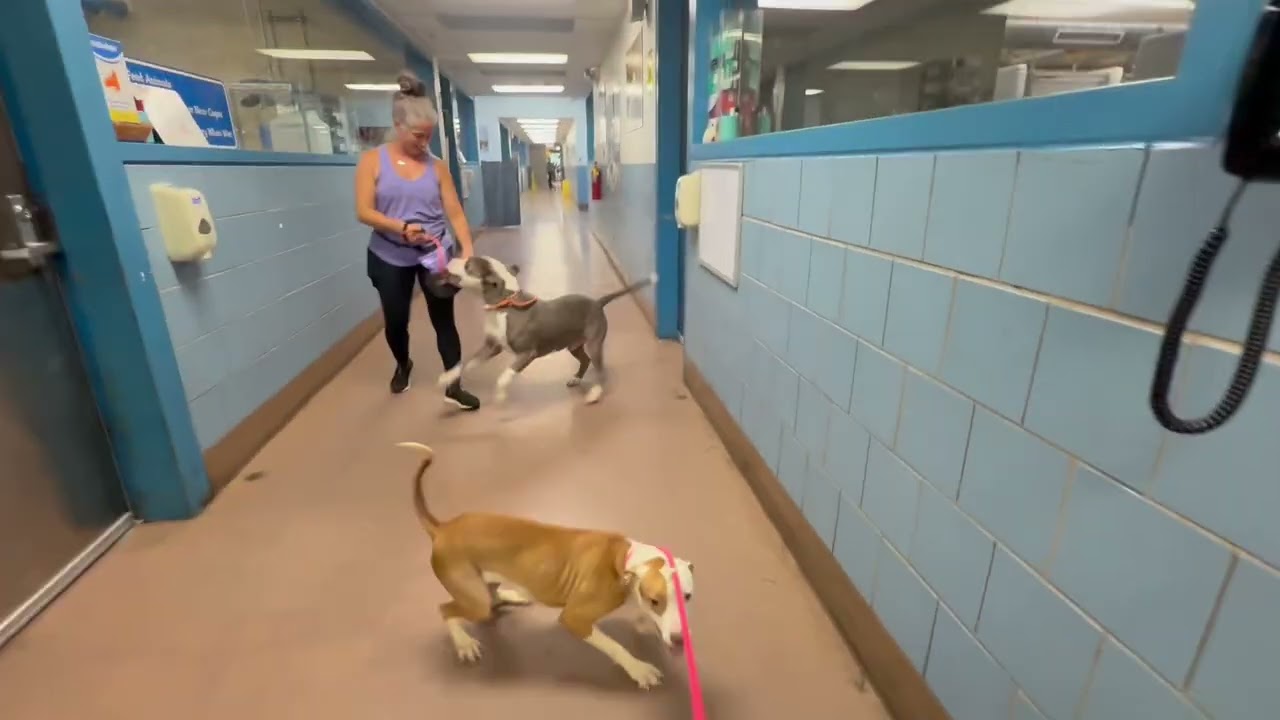 Enzo's Leash Test 2