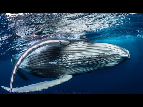 Trailer OCEAN SOULS I Película de apertura del PEFF 2021