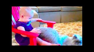 preview picture of video 'Baby LOVES Red Chair & Fluffy Cat! - TheFunnyrats'