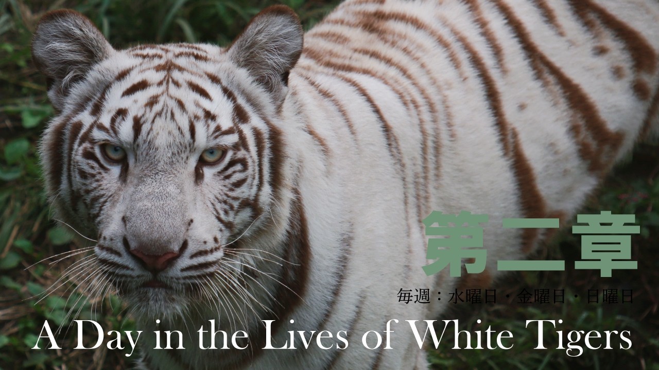 「4月1日上からおかえり」シロップファミリーライブ配信