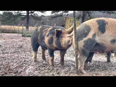 3 Berkshire and Berkshire/Duroc cross boars trying to breed a gilt pig