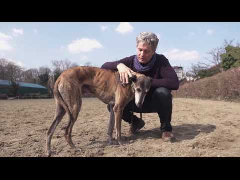 HOBBIK AZ OPERAHÁZON KÍVÜL