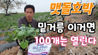맷돌호박 밀거름 이거면 100개는 열린다