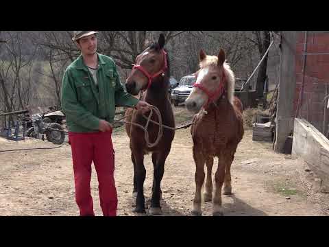 Caii lui Ionut de la Lorau, Bihor - 2021 Nou!!!