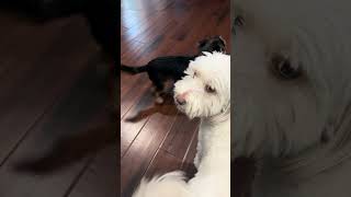 Video preview image #1 Mutt Puppy For Sale in Corona, CA, USA