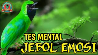 Download lagu PANCINGAN CUCAK IJO GACOR BUKA PARUH BIKIN LAWAN CEPAT ON LANGSUNG EMOSI DENGAR SUARA INI mp3