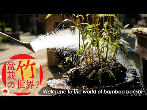 ビセット竹 植物