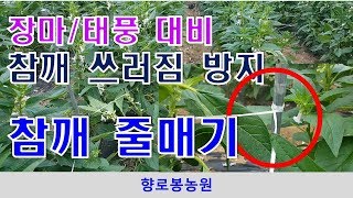 장마, 태풍의 비바람에 참깨 쓰러짐 방지하는 참깨 줄매기