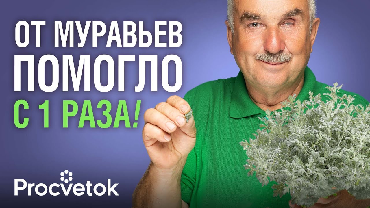МУРАВЬИ В ПАНИКЕ УБЕГУТ ИЗ ТЕПЛИЦЫ, если положите туда эту траву! Как избавиться от муравьев?