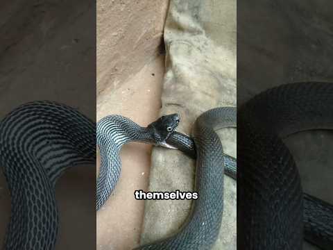 #reverse