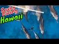 Scuba Diving Kona, Hawaii = Happiness | Kona Honu Divers