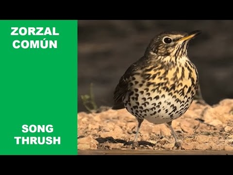 ZORZAL COMÚN | SONG THRUSH | Turdus philomelos