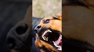 Download lagu Anjing Galak Menggigit Polisi #subscribe #shortvideo #shortviral #anjing mp3