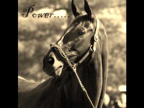Zenyatta - One of The Greatest Racehorse That Ever Lived
