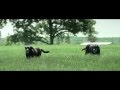 Eukanuba pour une espérance de vie exceptionnelle Eukanuba pour une espérance de vie exceptionnelle