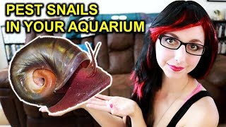 Get Rid Of Pest Snails In Your Aquarium | Are Pest Snails Friends Or Foes