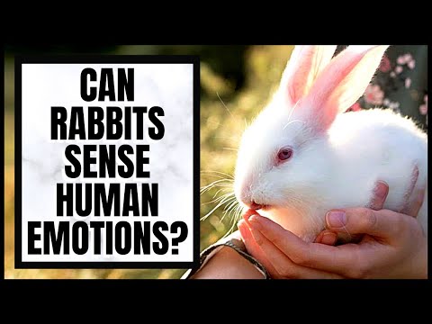 YouTube video about: Can rabbits sense human emotions?