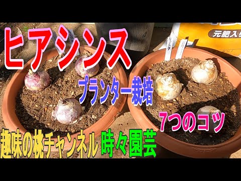 園芸 クラスターヒヤシンス