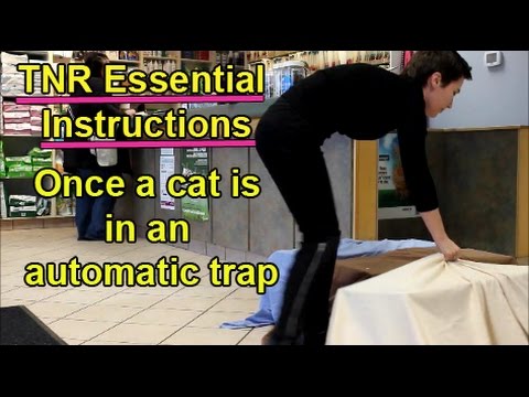TNR Essential Instructions: Once a cat is in an automatic trap