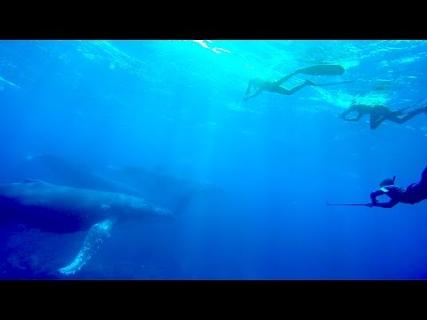 Spearfishing Tonga with Blue Water Explorer: Whale of a time