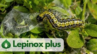Lepinox® Plus - proti húseniciam