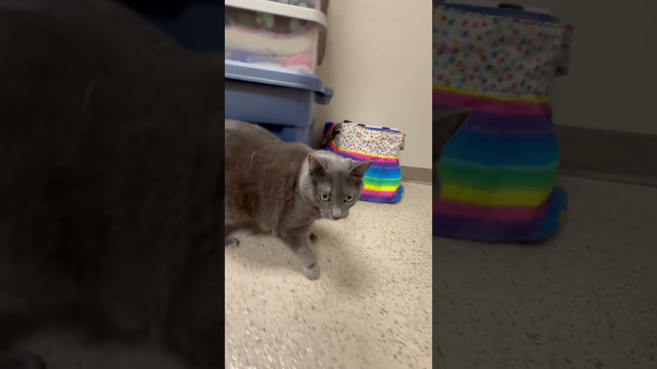 Jupe - sweet loving adorable girl, a ADOPTABLE Domestic Short Hair in Oshkosh, WI video 6/6