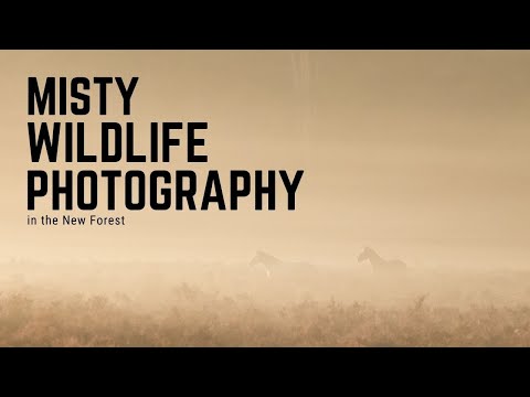 Misty Autumn Sunrise in the New Forest | Wildlife Photography With a 70-200mm Lens | Deer Rut