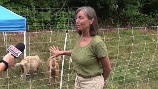 Goat-Scaping