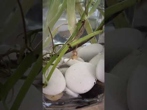 Noshi’s Kitchen Garden.