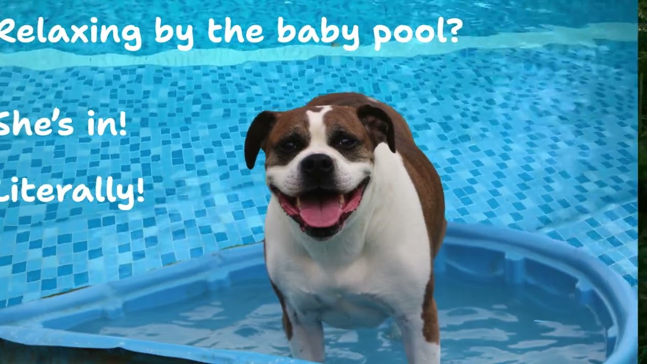 Enlarge Avis, a Adoptable mixed breed in Charles Town, WV video 6/6