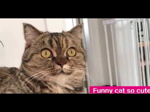 Funny cat so cute 丨 Munchkin cat You have to lose weight丨TOP cat