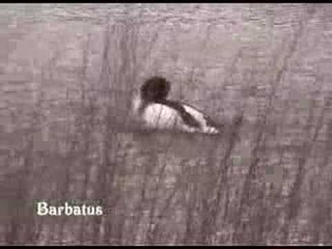 Tarro blanco - Tadorna tadorna