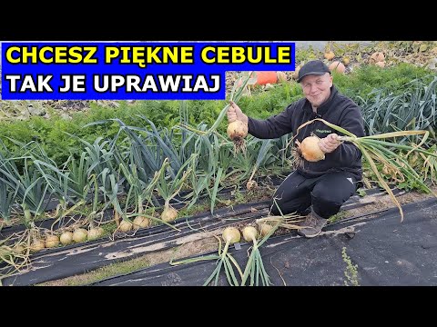 Want BEAUTIFUL ONIONS? Plant and Grow Them. How to Grow Onions from Spring Onions and Seedlings i...