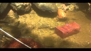 3   Collecting guppies