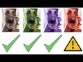 Dog Meme Domer Meme