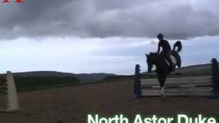 preview picture of video 'North Astor Duke from Exmoor Eventing'