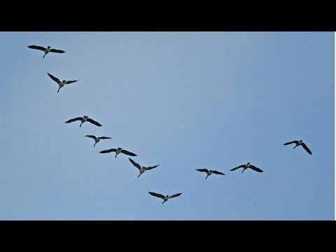 , title : 'Así descubrieron por qué las aves vuelan en formaciones en V -- BBC MUNDO'