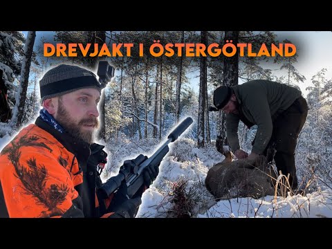 DREVJAKT I ÖSTERGÖTLAND | Kronhjort skjutet