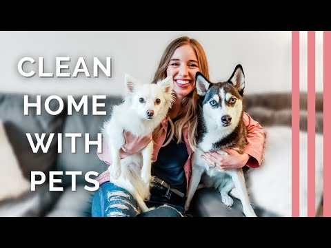 HOW TO MANAGE DOG HAIR IN THE HOUSE | [ 5 Hacks for Cleaning up After Pets ]