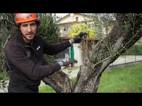 Olive tree pruning for beginners #1