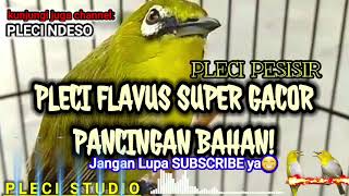 Download lagu Pleci FLAVUS,Pleci Tambak,Pleci Pesisir Laut Pancingan JOS! mp3