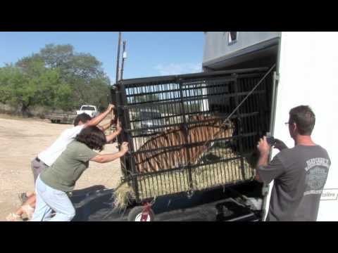 3 Tigers Rescued