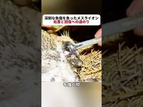 #ライオン #救助 #動物