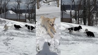 Golden Retrievers & Newfoundlands Have A Snow Day