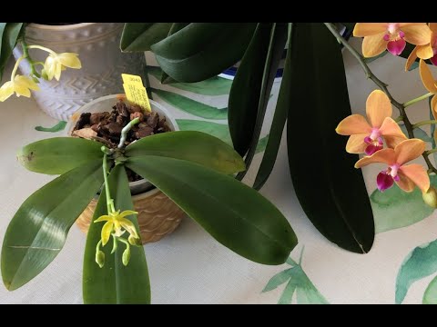 June Blooms - Living Room Orchid Tour