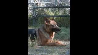 preview picture of video 'Camada de pastores alemanes inscritos en el Kennel Club de Chile, entregas diciembre 2009'